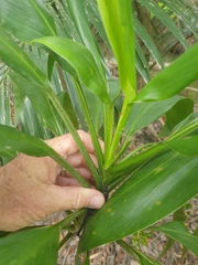 Cordyline
