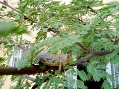 Melanoplus differentialis