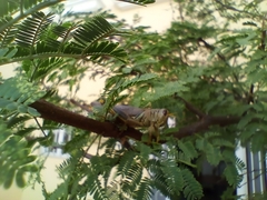 Melanoplus differentialis