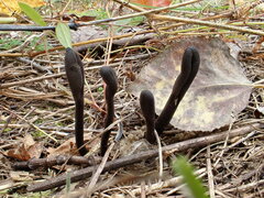 Geoglossum fallax