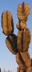Cereus hildmannianus