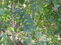 Juglans major