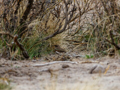 Upucerthia dumetaria