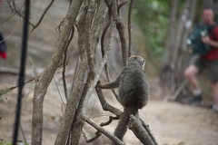 Eulemur rufifrons