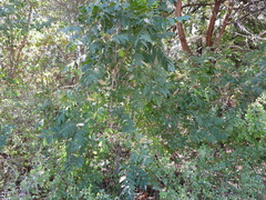Juglans major