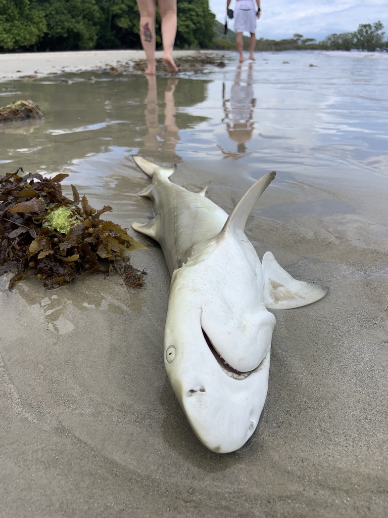Sicklefin Lemon Shark from South Pacific Ocean, Cape Tribulation, QLD