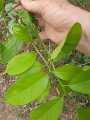 Citrus
