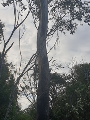 Eucalyptus moluccana