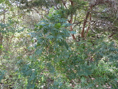 Juglans major