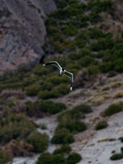 Chroicocephalus serranus