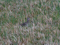 Gallinago magellanica
