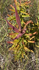 Asclepias tuberosa