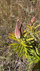Asclepias tuberosa
