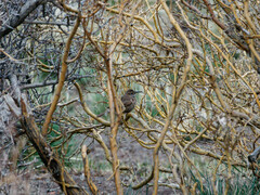 Upucerthia dumetaria