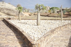 Pachypodium lamerei
