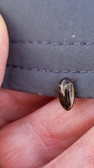 Agabus disintegratus