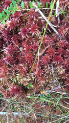 Sphagnum magellanicum