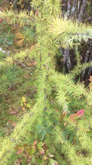 Larix laricina