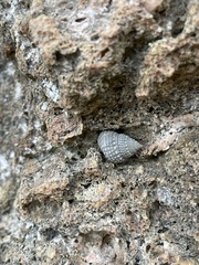 Cenchritis muricatus