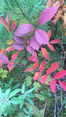 Toxicodendron vernix