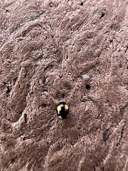 Hyperaspis esmeraldas