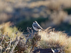 Muscisaxicola frontalis