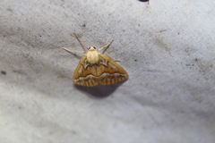 Caripeta angustiorata