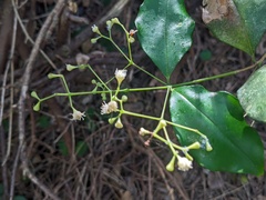 Syzygium francisii