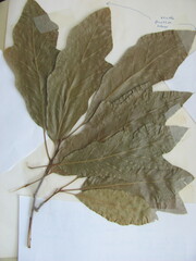 Quercus × leana