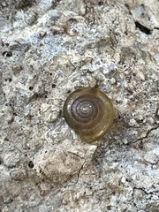 Polygyra cereolus