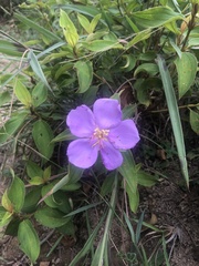 Melastoma malabathricum