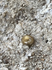 Polygyra cereolus