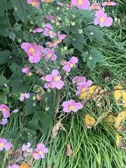 Eriocapitella hupehensis