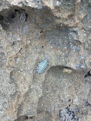 Chiton squamosus