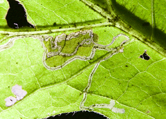 Bucculatrix polymniae