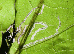 Bucculatrix polymniae