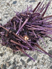 Mesocentrotus franciscanus