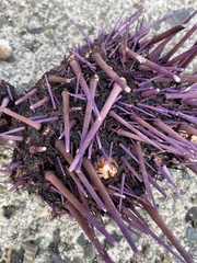 Mesocentrotus franciscanus