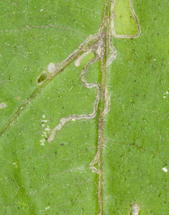 Bucculatrix polymniae