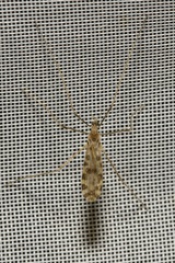 Ilisia maculata