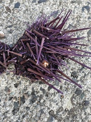 Mesocentrotus franciscanus