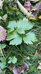 Ranunculus hispidus nitidus