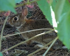 Sylvilagus floridanus