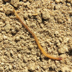 Geophilomorpha