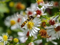 Sphaerophoria contigua