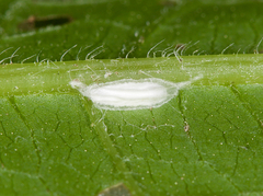 Bucculatrix polymniae