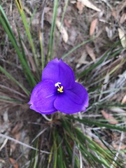 Patersonia occidentalis