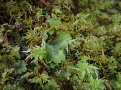 Conocephalum conicum