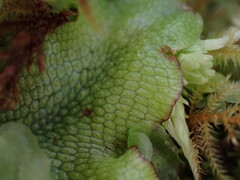 Conocephalum conicum