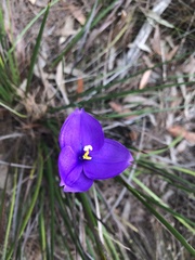 Patersonia occidentalis